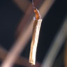 Larch Casebearer larvae