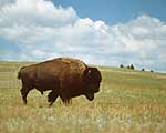 Plains Bison