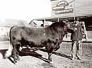 Townley prize bull