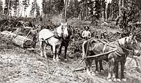 Horse Logging