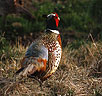 China Pheasant