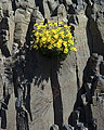 Yellow Cliff Flowers