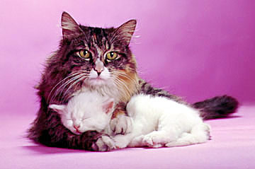 Mother Cat and Kitten
