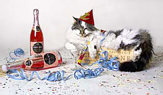 Cat celebrating New Years