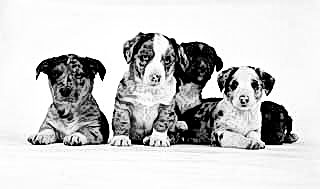 Australian Sheppard Pups